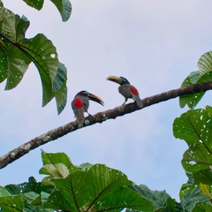 Pteroglossus castanotis