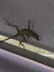 Anolis cristatellus