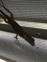 Anolis cristatellus