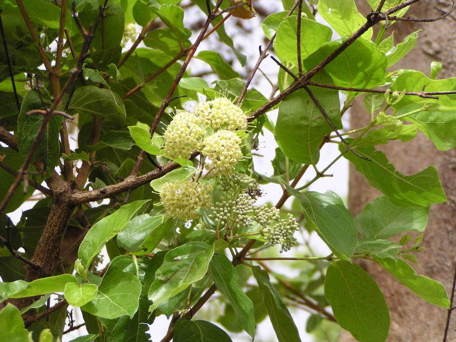 Crossopterygeae