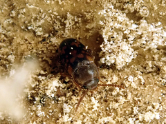 Mycetophagus multipunctatus