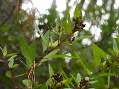 Calea urticifolia