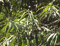 Podocarpus matudae