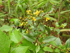 Calea urticifolia