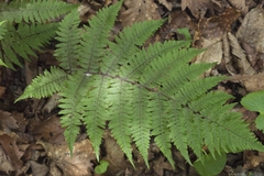 Athyrium rubripes