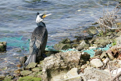 Phalacrocorax carbo