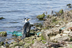 Phalacrocorax carbo