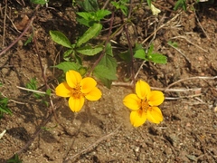 Sclerocarpus divaricatus