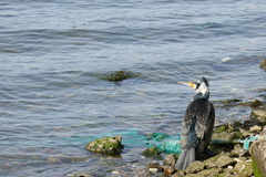 Phalacrocorax carbo