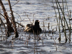 Quiscalus nicaraguensis