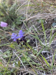 Muscari pulchellum