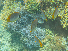 Chaetodon adiergastos