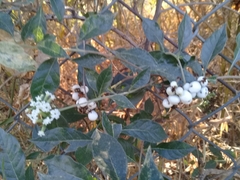 Tournefortia mutabilis