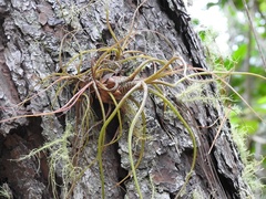 Tillandsia butzii