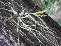 Tillandsia caput-medusae