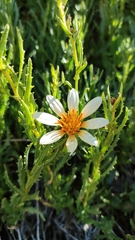 Mutisia sinuata