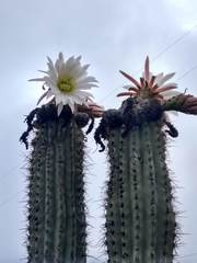 Trichocereus tacaquirensis