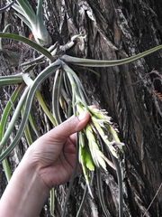 Tillandsia caput-medusae