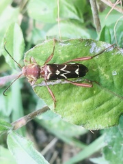 Neoclytus cacicus