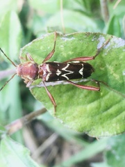 Neoclytus cacicus