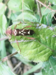 Neoclytus cacicus
