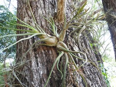 Tillandsia caput-medusae