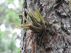 Tillandsia seleriana