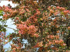 Wimmeria microphylla