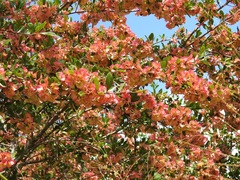 Wimmeria microphylla