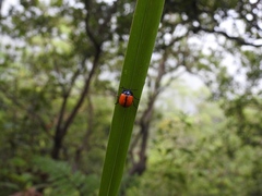 Labidomera suturella
