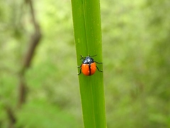 Labidomera suturella
