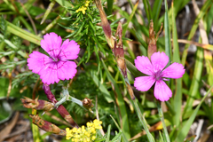 Dianthus deltoides deltoides