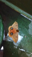 Automeris randa