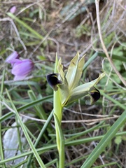 Iris tuberosa