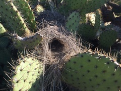 Campylorhynchus brunneicapillus sandiegensis