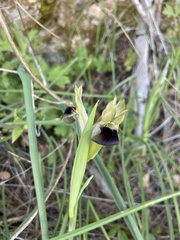 Iris tuberosa