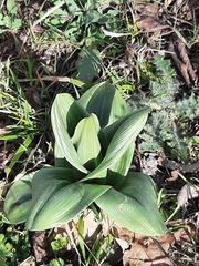 Himantoglossum robertianum