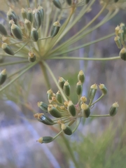 Notobubon tenuifolium