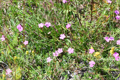 Dianthus deltoides deltoides