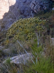 Notobubon tenuifolium