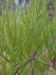 Notobubon tenuifolium