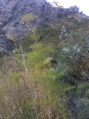 Notobubon tenuifolium