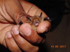 Rhogeessa parvula