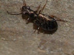 Asaphidion