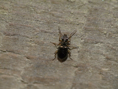 Asaphidion