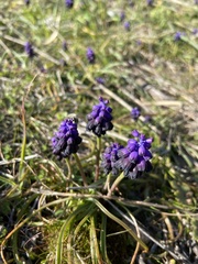 Muscari commutatum