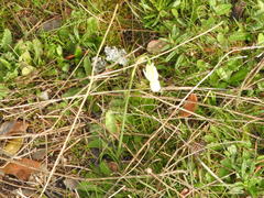 Narcissus triandrus pallidulus