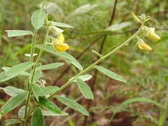 Crotalaria quercetorum