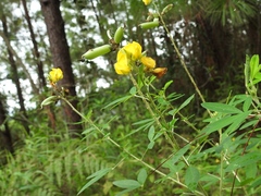 Crotalaria cajanifolia