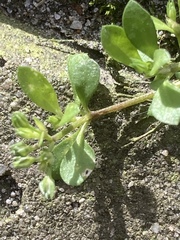 Polycarpon tetraphyllum